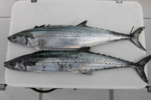 ＪＤＩ　Ｒａｃｉｎｇ　シールズマリンレジャ…