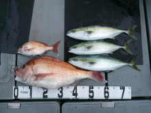 オーシャンスター(Ocean Star) …