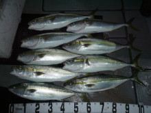 オーシャンスター(Ocean Star) …