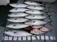 オーシャンスター(Ocean Star) …