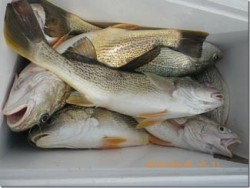 からこと丸 釣果