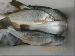 からこと丸 釣果