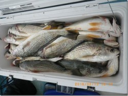 からこと丸 釣果