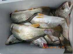 からこと丸 釣果