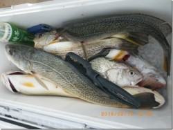 からこと丸 釣果