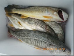 からこと丸 釣果