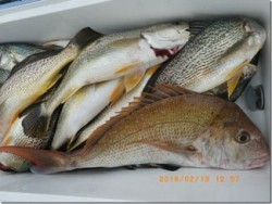 からこと丸 釣果