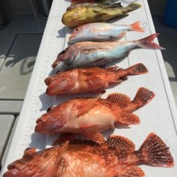 オーシャンキッズ 釣果