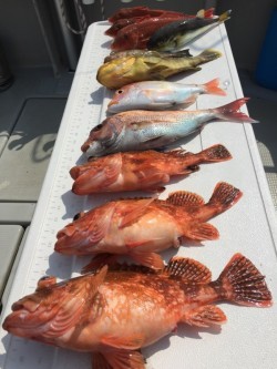 オーシャンキッズ 釣果