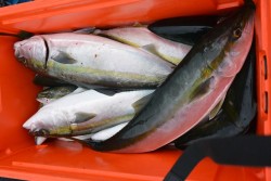 ジギング船 BLUEWATER 釣果