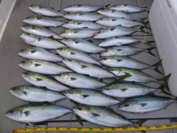 Hit Rush(ヒット ラッシュ） 釣果