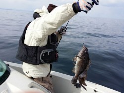 鯛多ニック 釣果