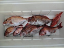 Big One　ビッグワン 釣果