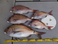 Hit Rush(ヒット ラッシュ） 釣果