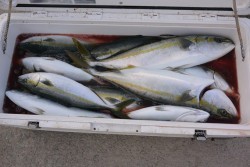 ジギング船 BLUEWATER 釣果