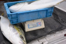 ジギング船 BLUEWATER 釣果