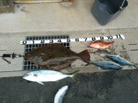 ヒラメとヒラマサ