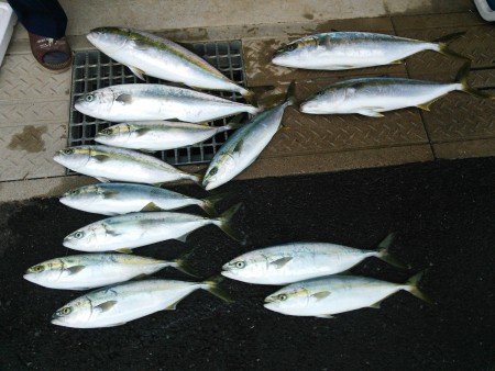 初ヒラマサ&メジロ