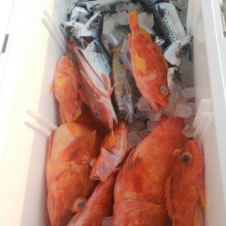 田曽沖釣果報告(マイボート釣行)