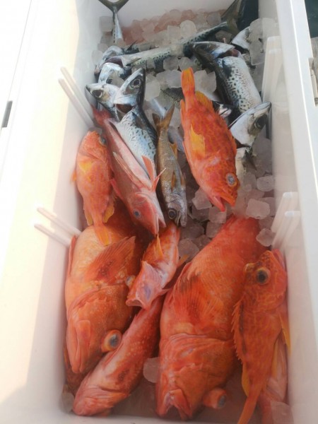 田曽沖釣果報告(マイボート釣行)