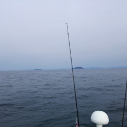 ヒラメとヒラマサ