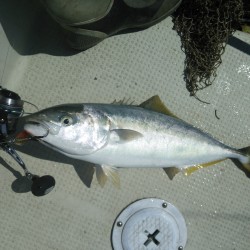 初ヒラマサ&メジロ