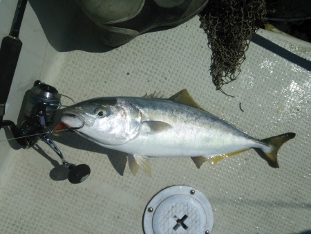 初ヒラマサ&メジロ