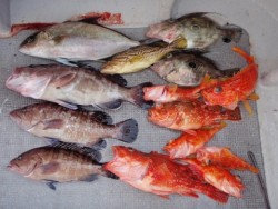 Marine Pro Y's　第…