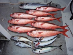 Marine Pro Y's　第…