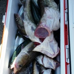 第三隆栄丸 釣果