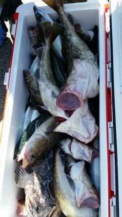 第三隆栄丸 釣果