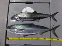 Hit Rush(ヒット ラッシュ） 釣果