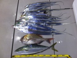 Hit Rush(ヒット ラッシュ） 釣果