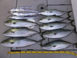 Hit Rush(ヒット ラッシュ） 釣果