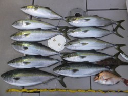 Hit Rush(ヒット ラッシュ） 釣果