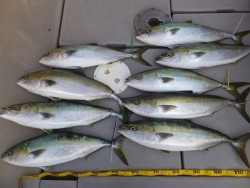 Hit Rush(ヒット ラッシュ） 釣果