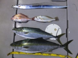 Hit Rush(ヒット ラッシュ） 釣果