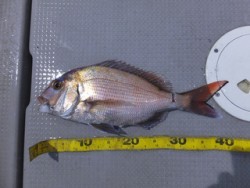 Hit Rush(ヒット ラッシュ） 釣果