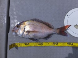 Hit Rush(ヒット ラッシュ） 釣果…