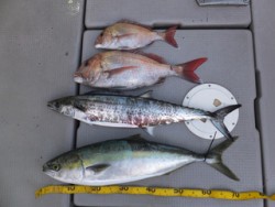 Hit Rush(ヒット ラッシュ） 釣果…