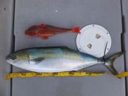 Hit Rush(ヒット ラッシュ） 釣果…