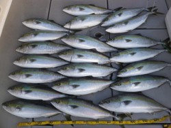 Hit Rush(ヒット ラッシュ） 釣果