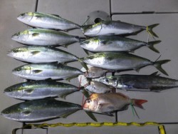 Hit Rush(ヒット ラッシュ） 釣果