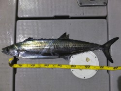 Hit Rush(ヒット ラッシュ） 釣果…