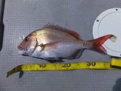 Hit Rush(ヒット ラッシュ） 釣果