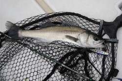 Marine T Design　マリンティ…