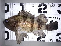 オーシャンマスター 釣果