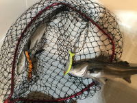 オーシャンマスター 釣果