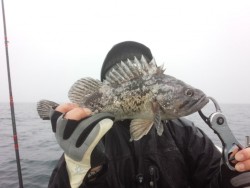 MATSUSHIMA SEANET 釣果