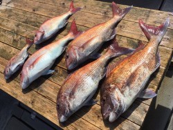 ゲームフィッシング バレントン 釣果